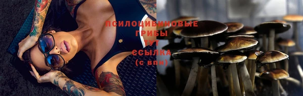 стаф Новокубанск
