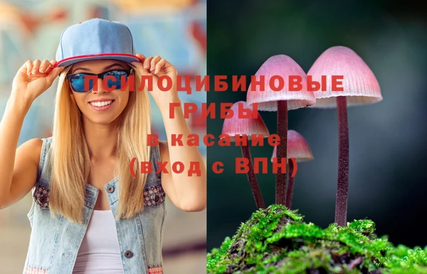 стаф Новокубанск